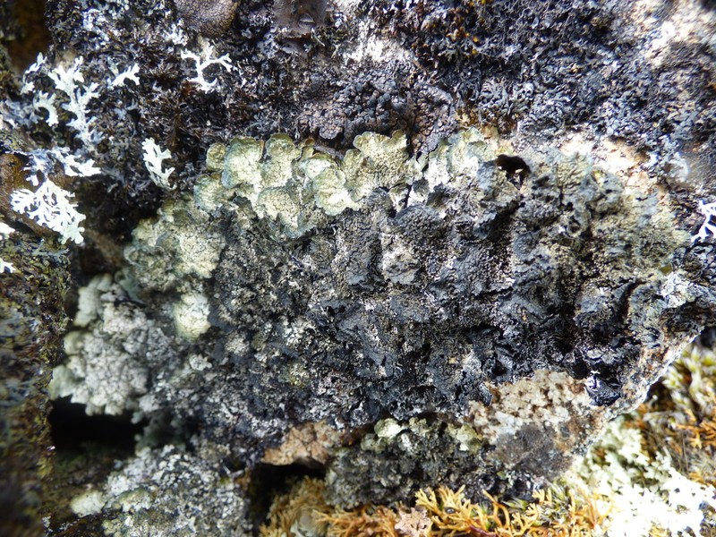 Scholander'S Asahinea Lichen photo 5