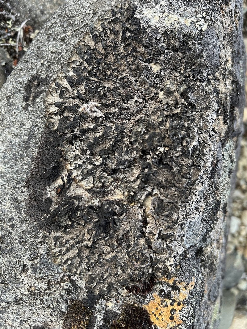 Scholander'S Asahinea Lichen photo 7
