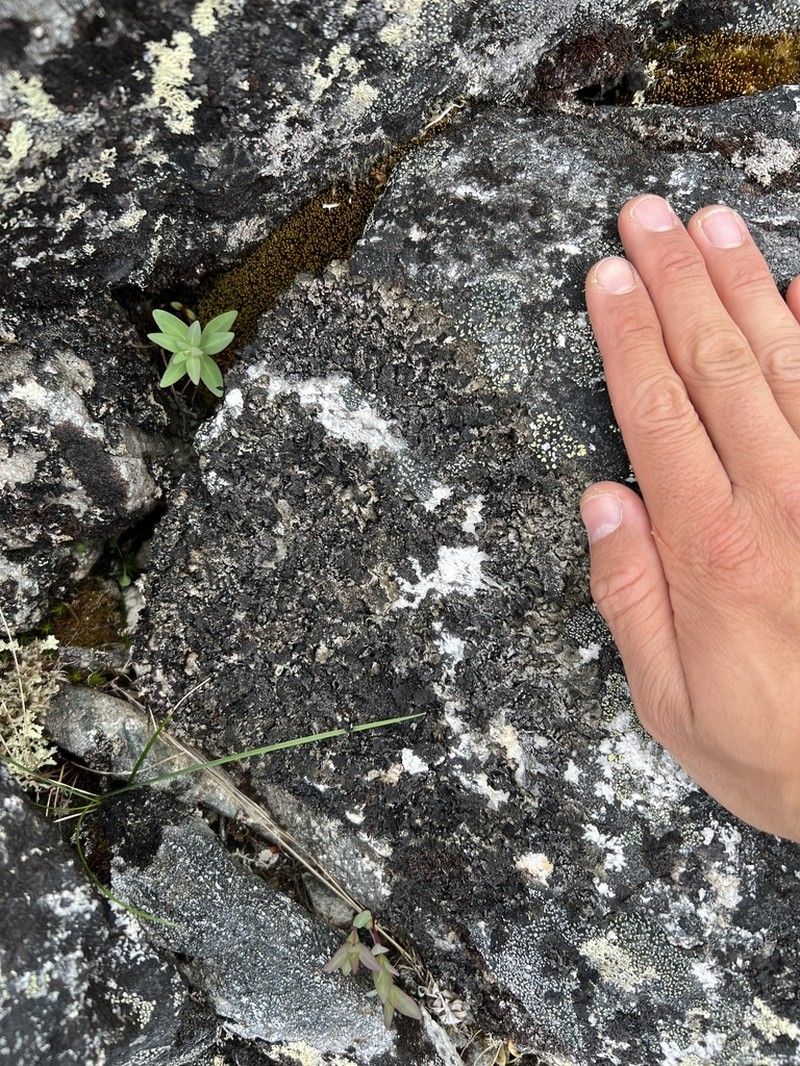 Scholander'S Asahinea Lichen photo 8