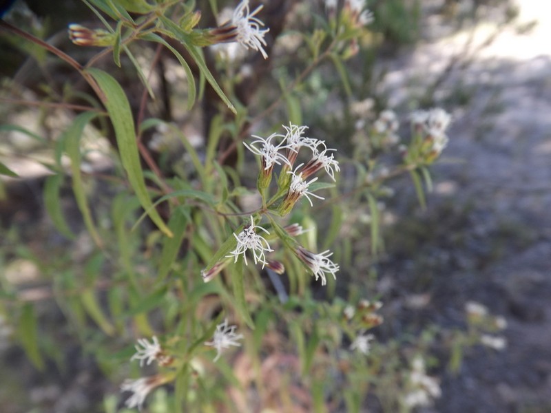 Asanthus solidaginifolius