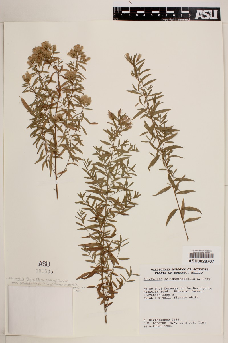 Asanthus solidaginifolius photo 2