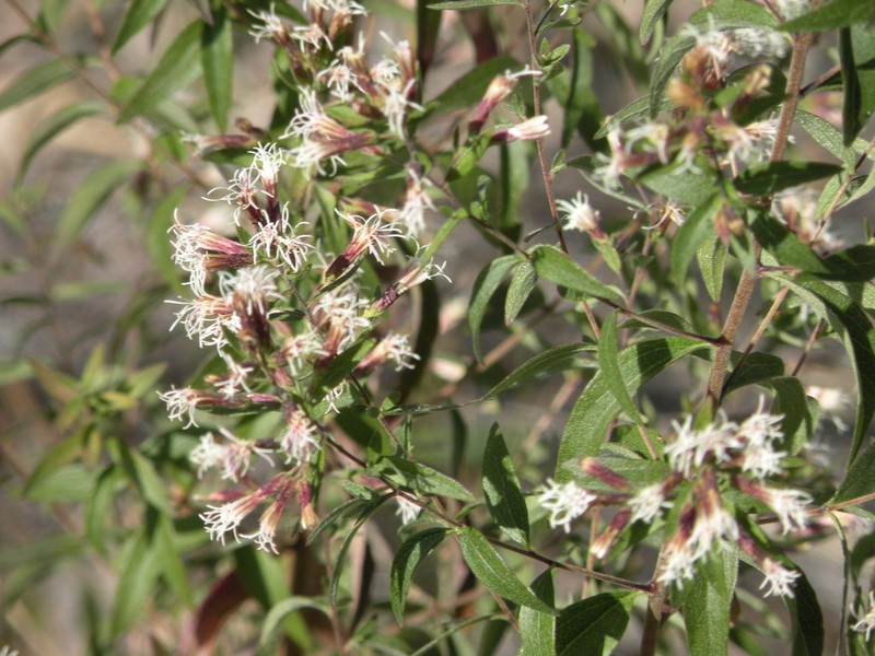 Asanthus solidaginifolius photo 3