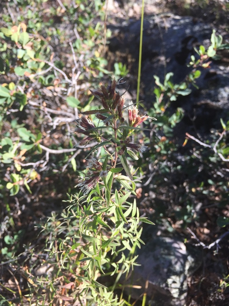 Asanthus solidaginifolius photo 4