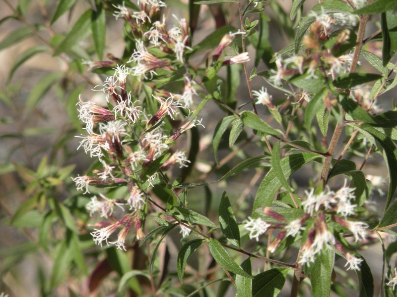 Asanthus solidaginifolius photo 5