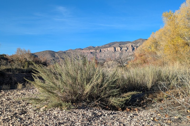 Mule Mountain Brickellbush