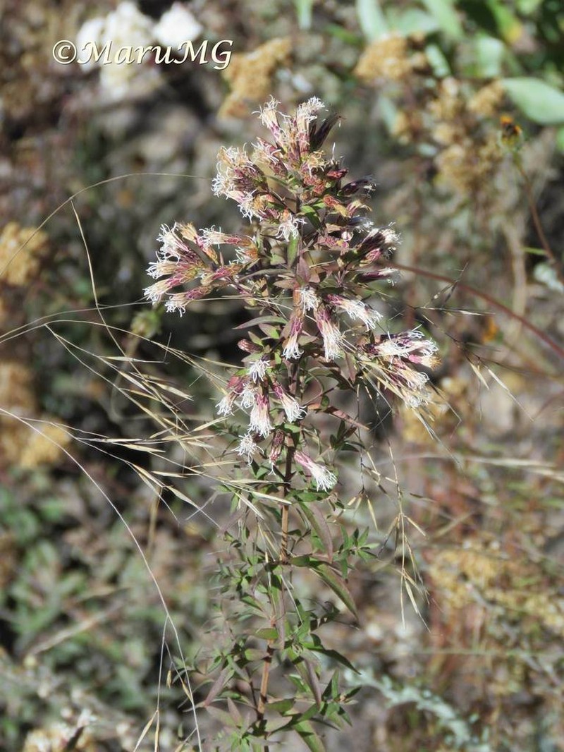 Asanthus thyrsiflorus