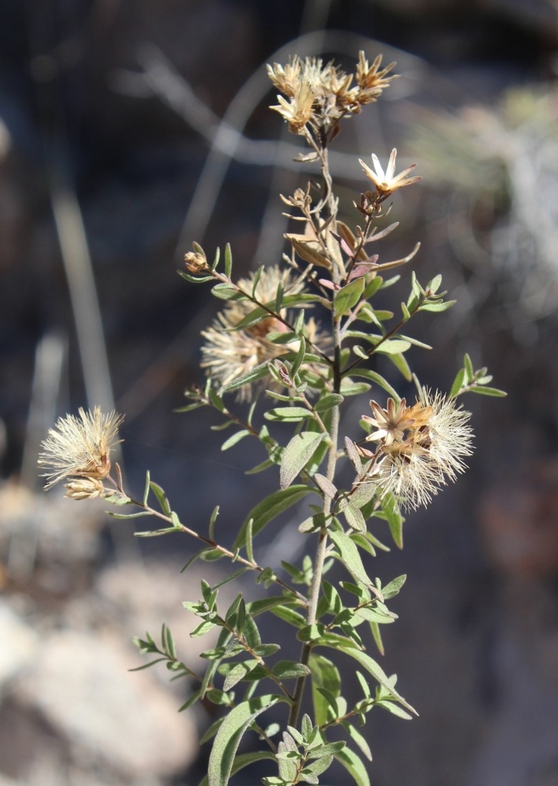 Asanthus thyrsiflorus photo 2