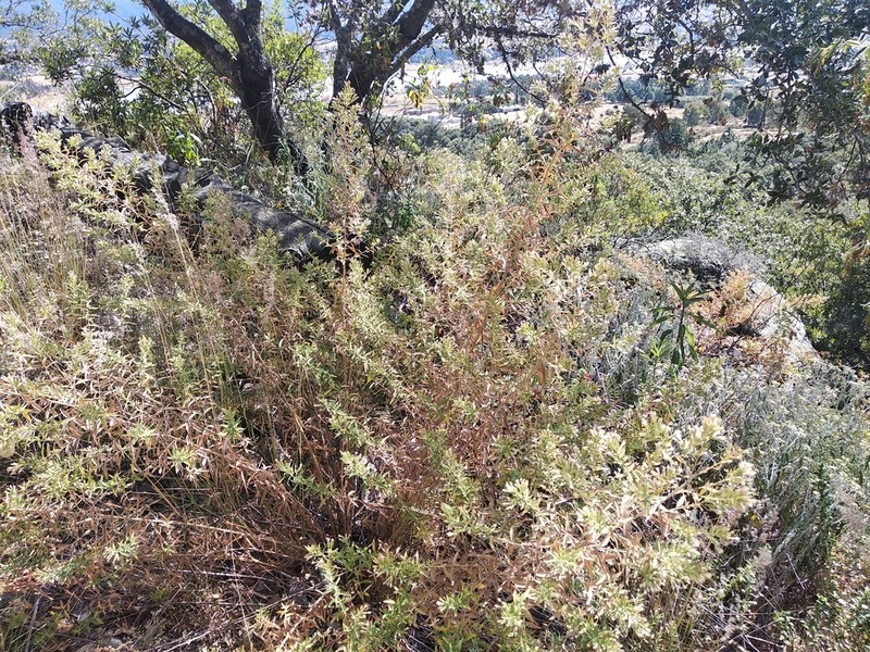 Asanthus thyrsiflorus photo 3