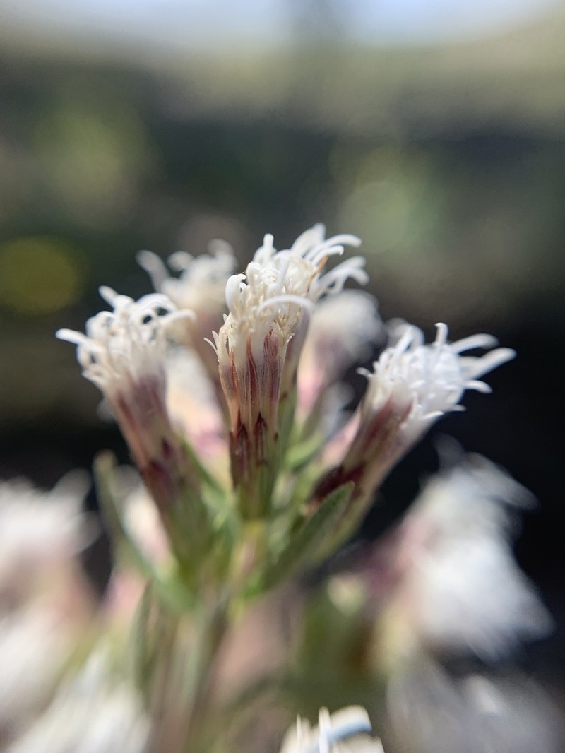 Asanthus thyrsiflorus photo 4