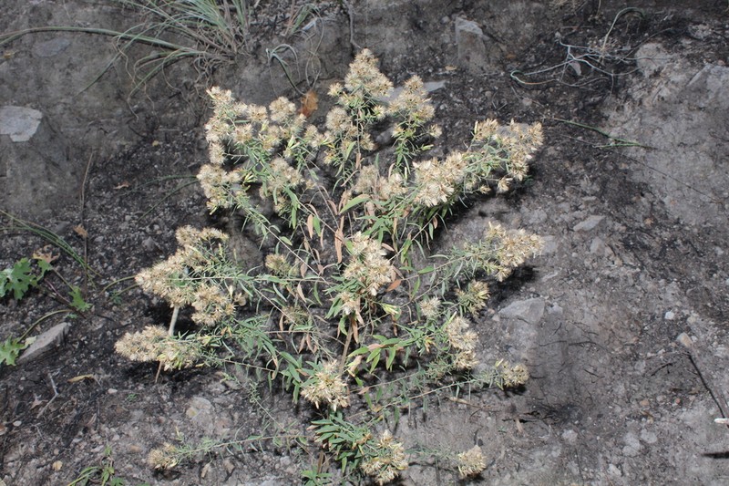 Asanthus thyrsiflorus photo 5