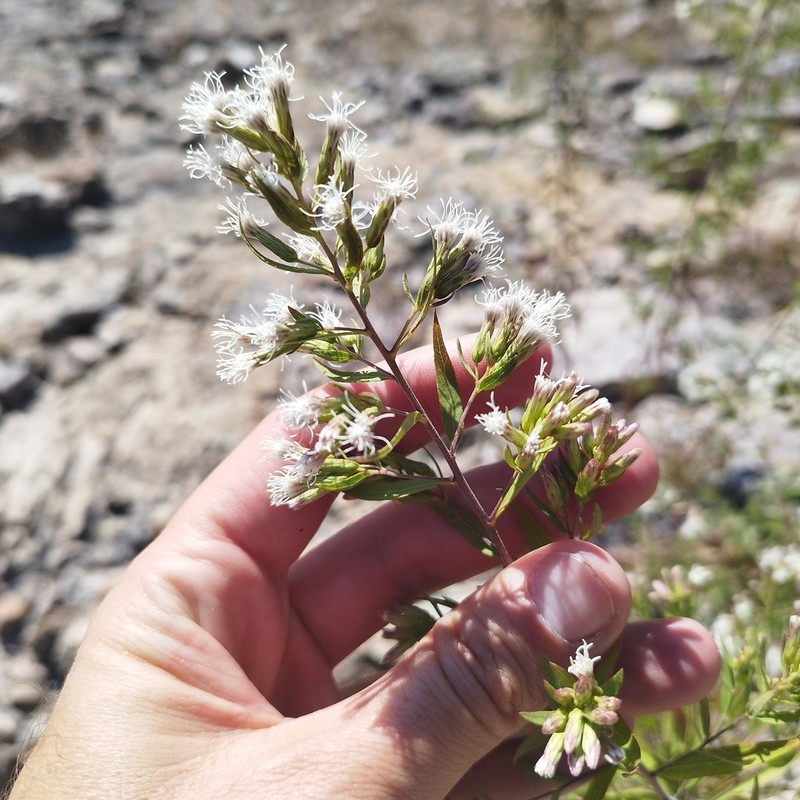 Asanthus thyrsiflorus photo 6