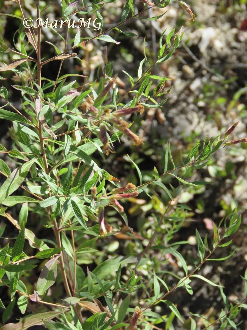 Asanthus thyrsiflorus photo 7