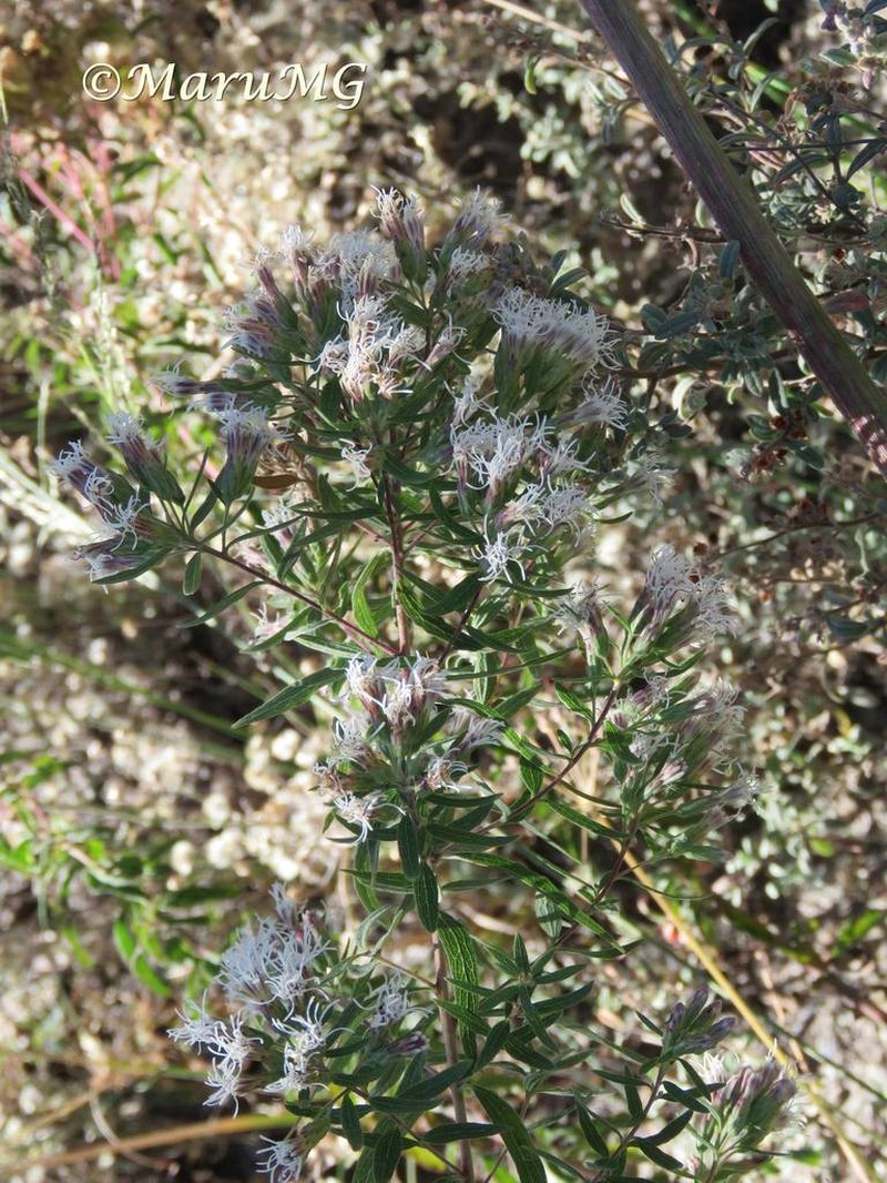 Asanthus thyrsiflorus photo 8