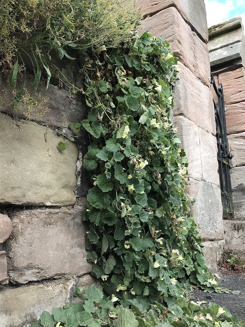Asarina procumbens photo 3