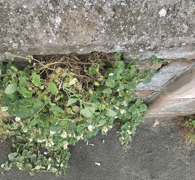 Asarina procumbens photo 4