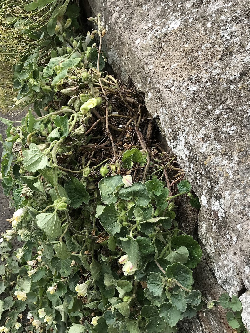 Asarina procumbens photo 5