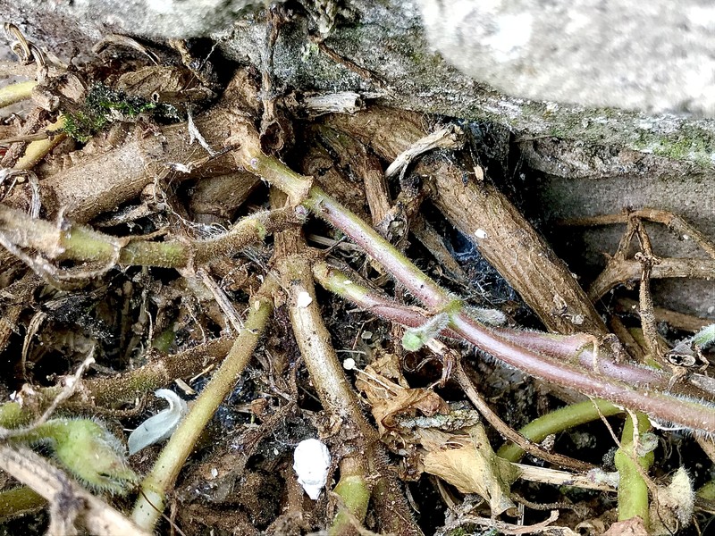 Asarina procumbens photo 6