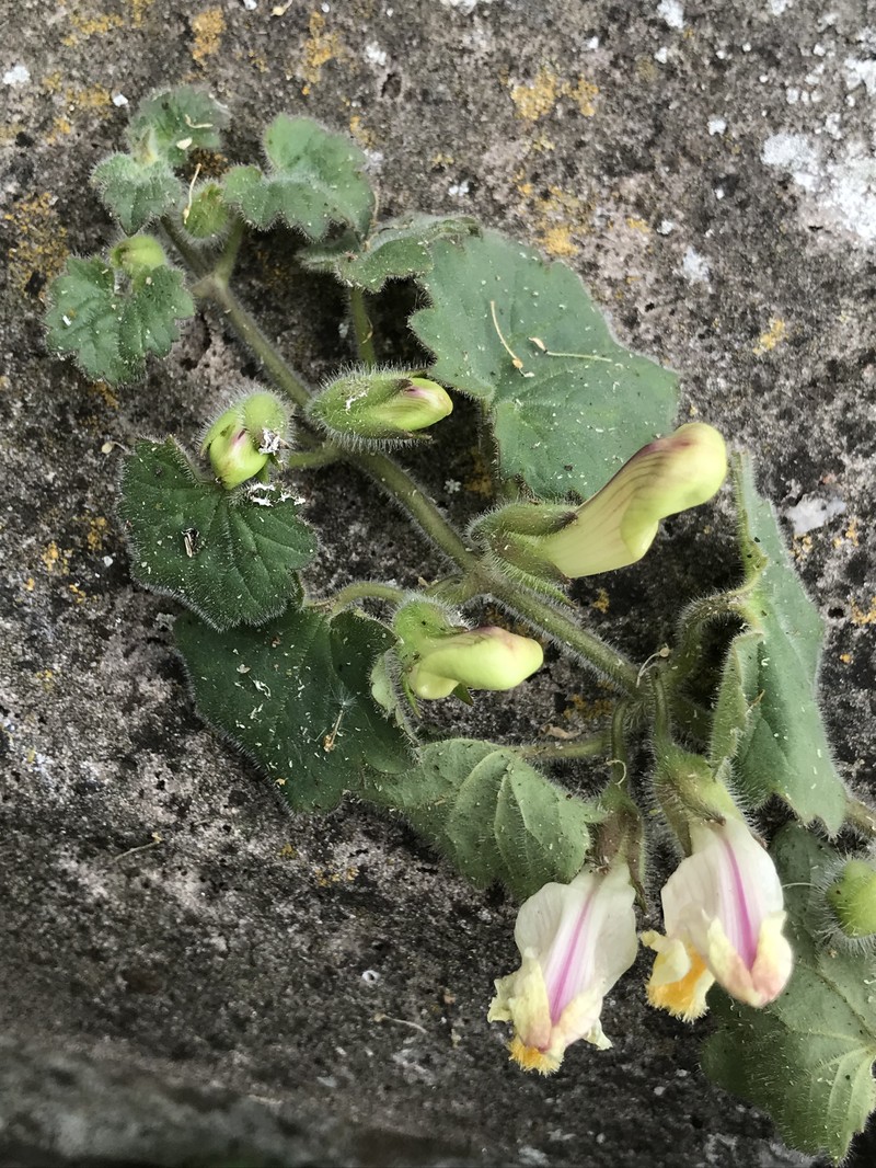 Asarina procumbens photo 8