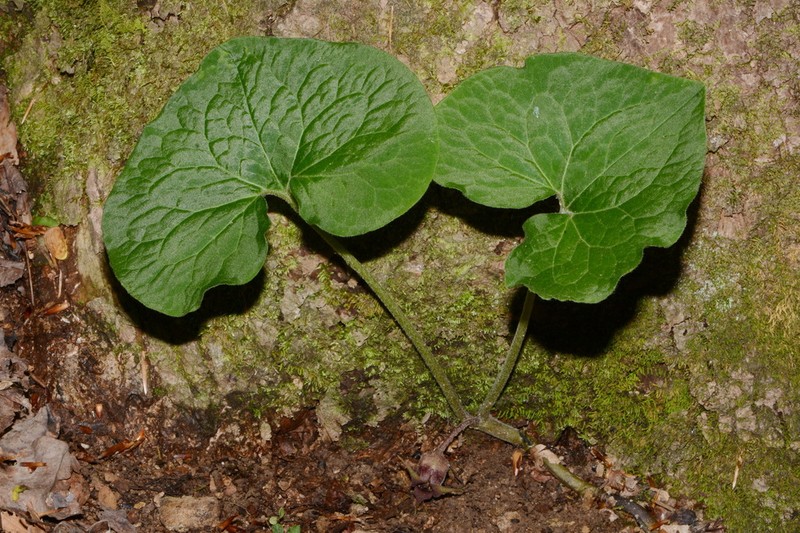Asarum acuminatum