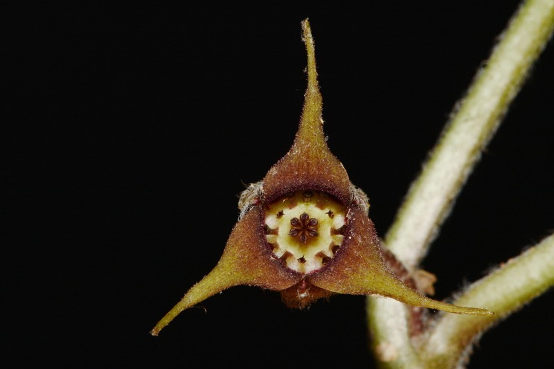 Asarum acuminatum photo 2