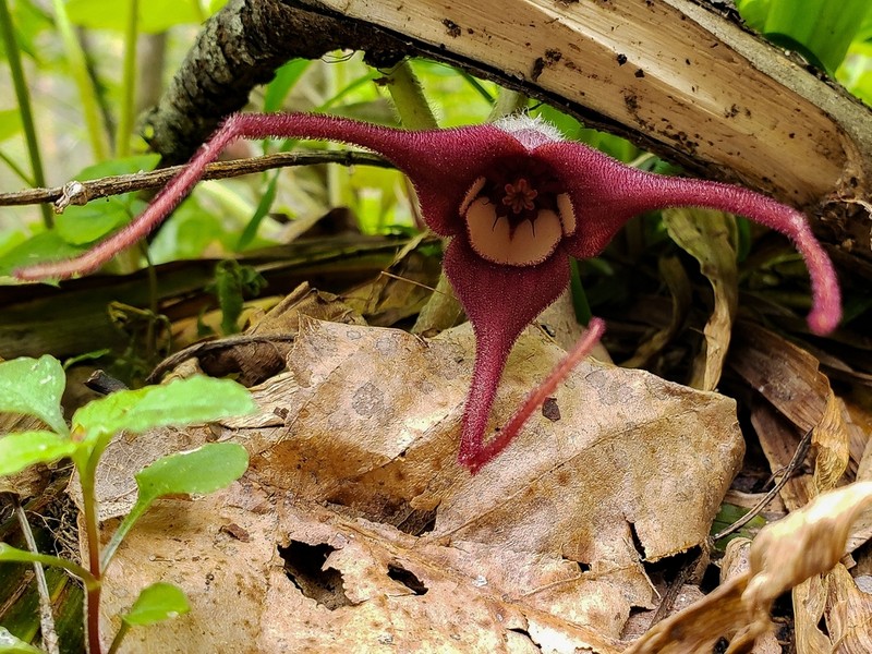 Asarum acuminatum photo 3