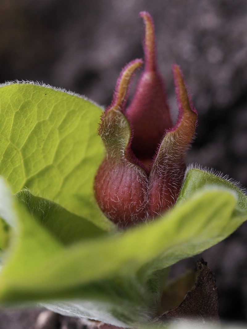Asarum acuminatum photo 4