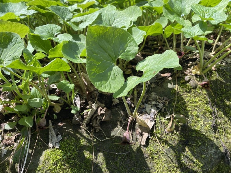 Asarum acuminatum photo 6