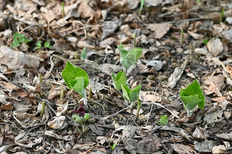 Asarum acuminatum photo 7
