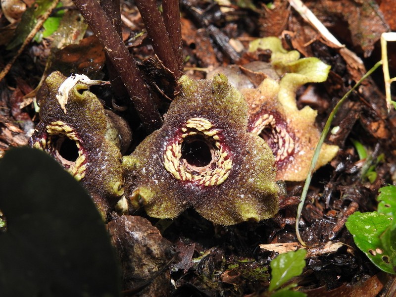Asarum ampulliflorum