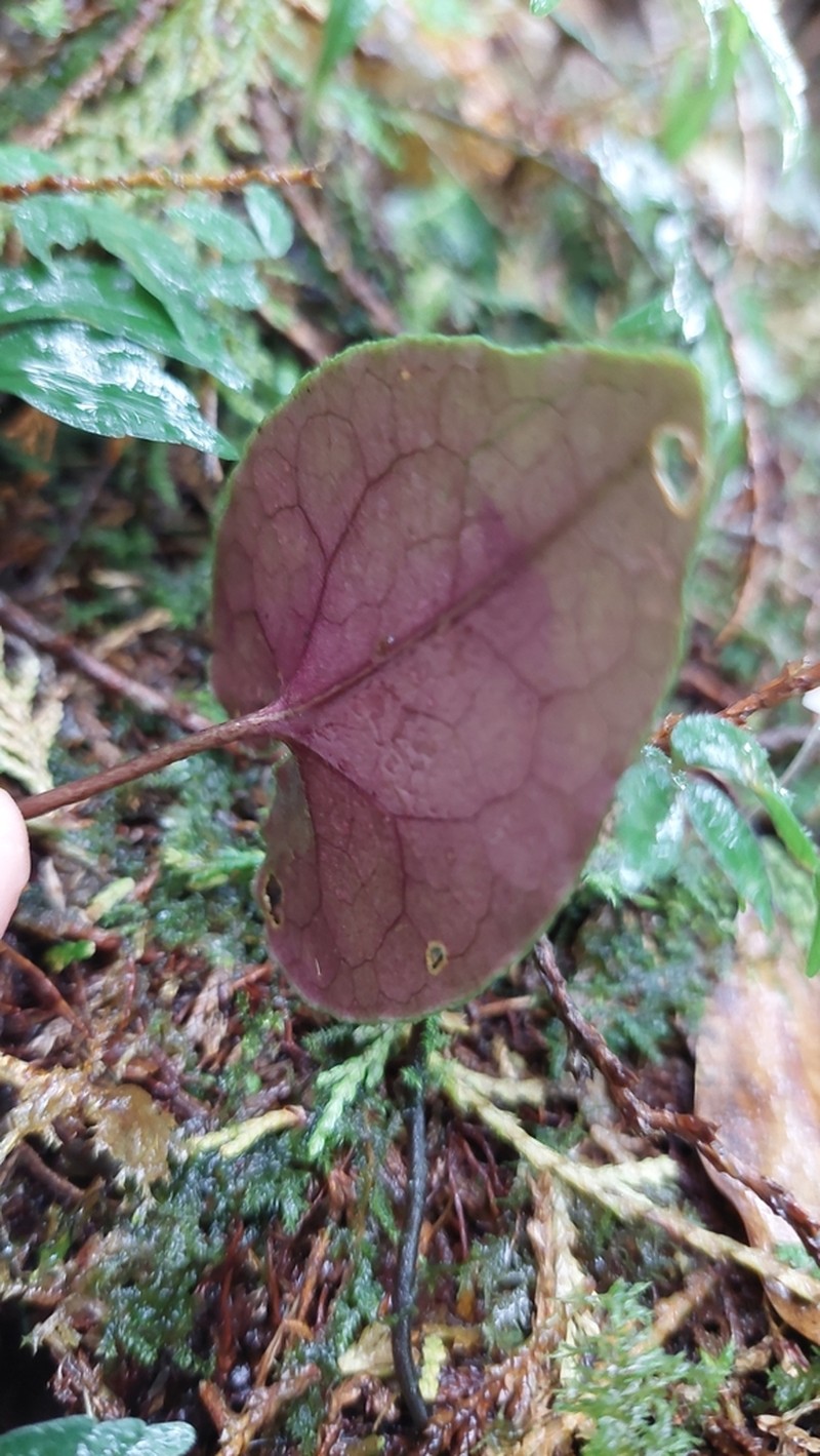 Asarum ampulliflorum photo 2