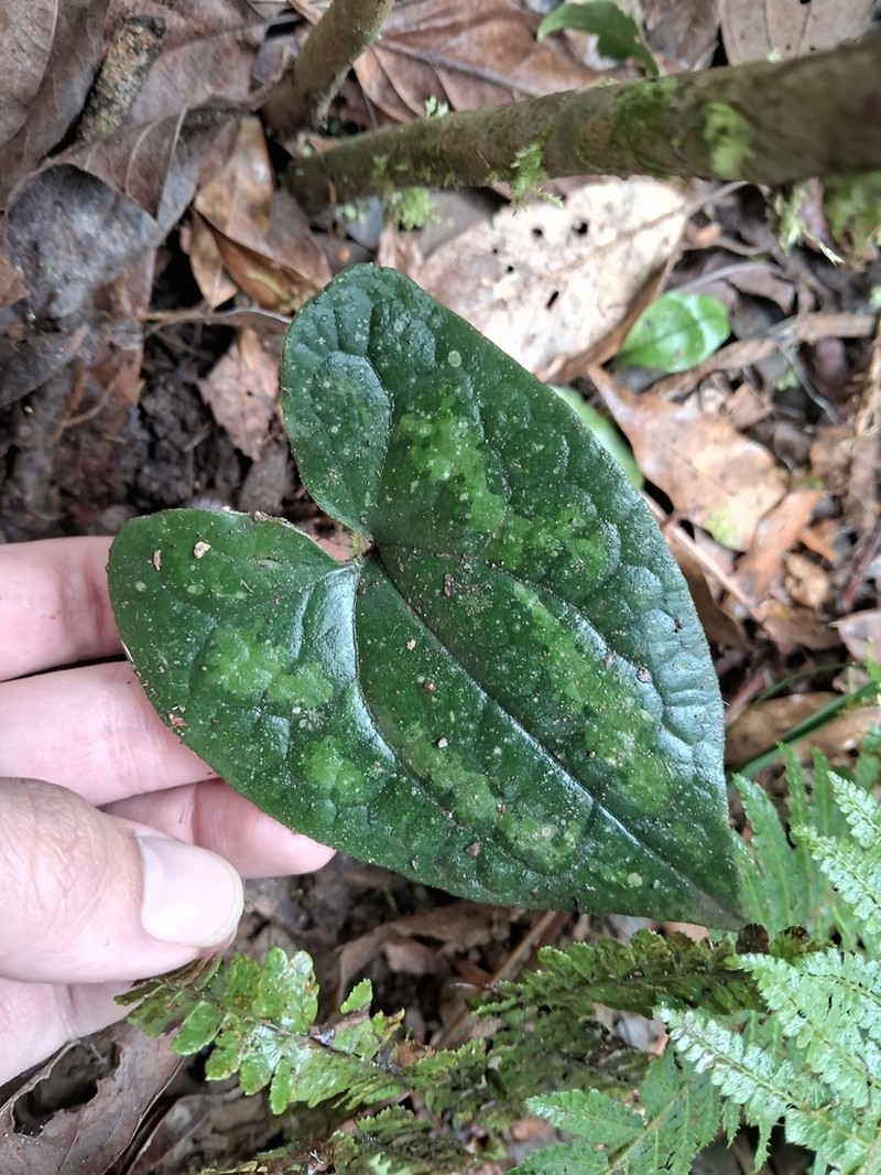 Asarum ampulliflorum photo 3