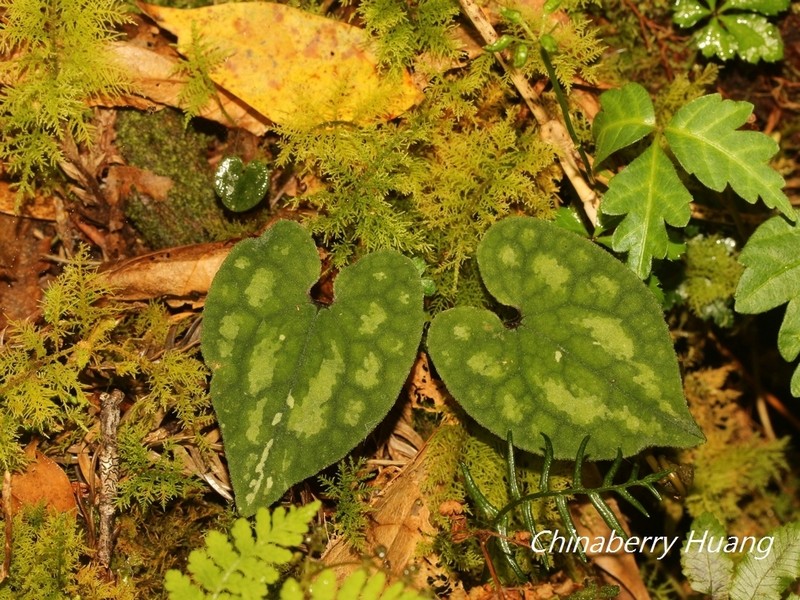 Asarum ampulliflorum photo 4