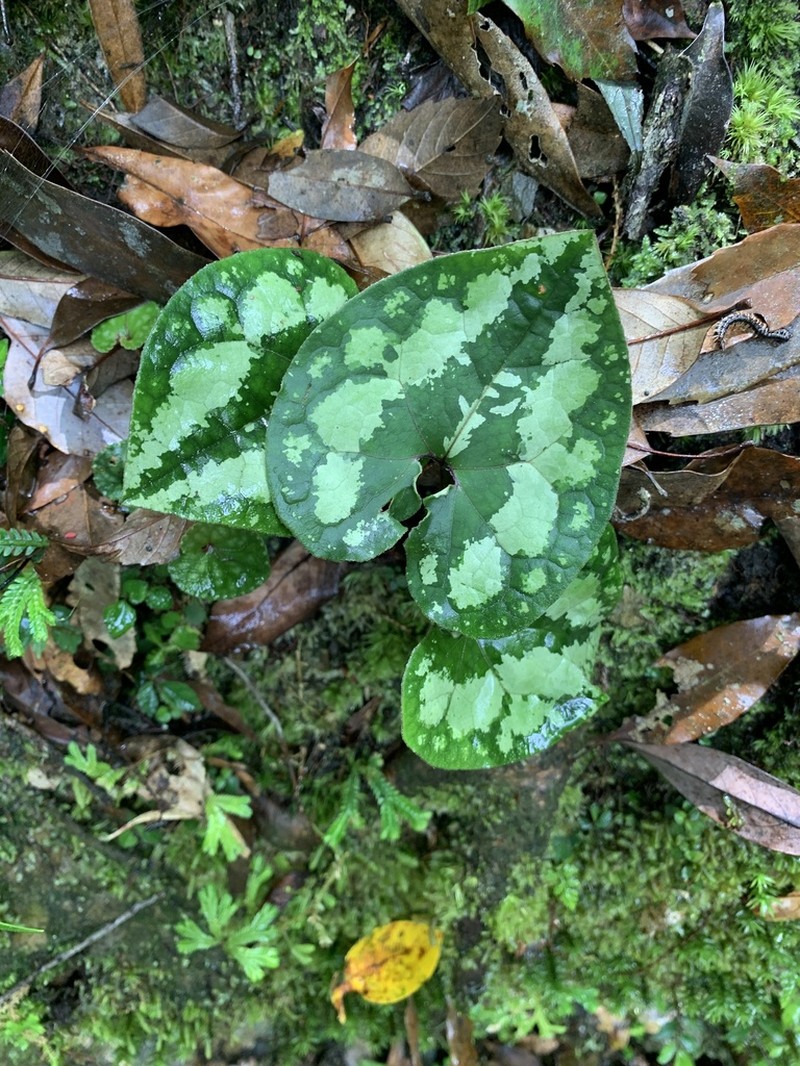Asarum ampulliflorum photo 5