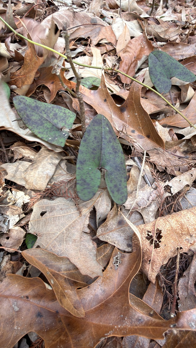 Asarum arifolium var. arifolium