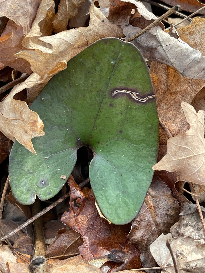 Asarum arifolium var. arifolium photo 2