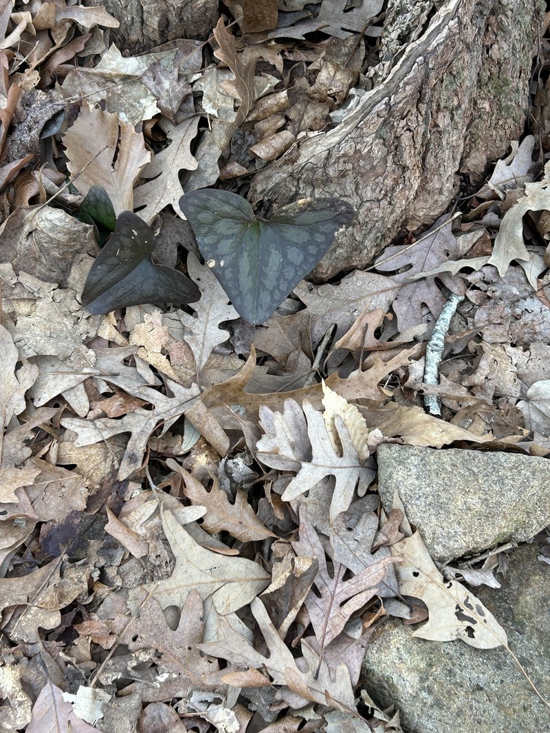 Asarum arifolium var. arifolium photo 3