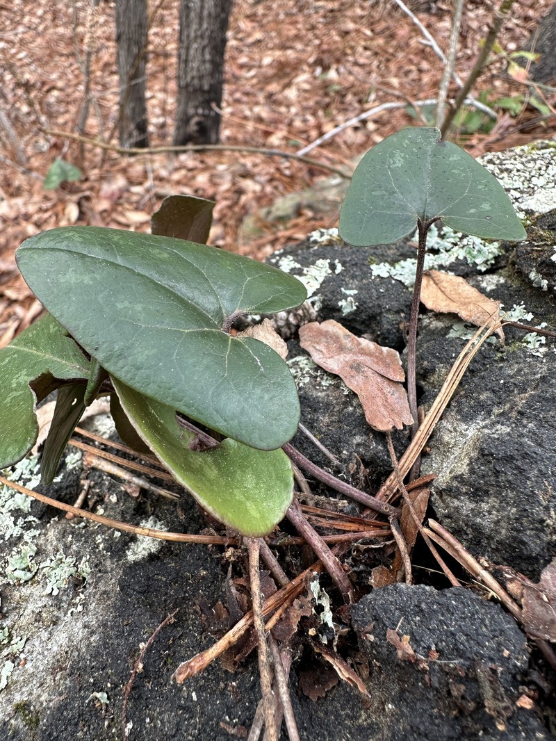 Asarum arifolium var. arifolium photo 4