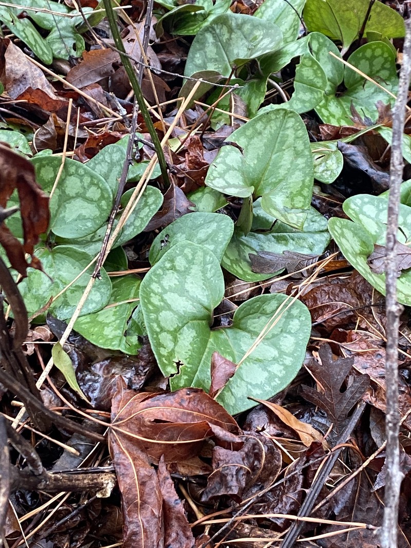 Asarum arifolium var. arifolium photo 5