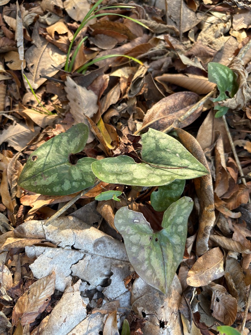 Asarum arifolium var. callifolium