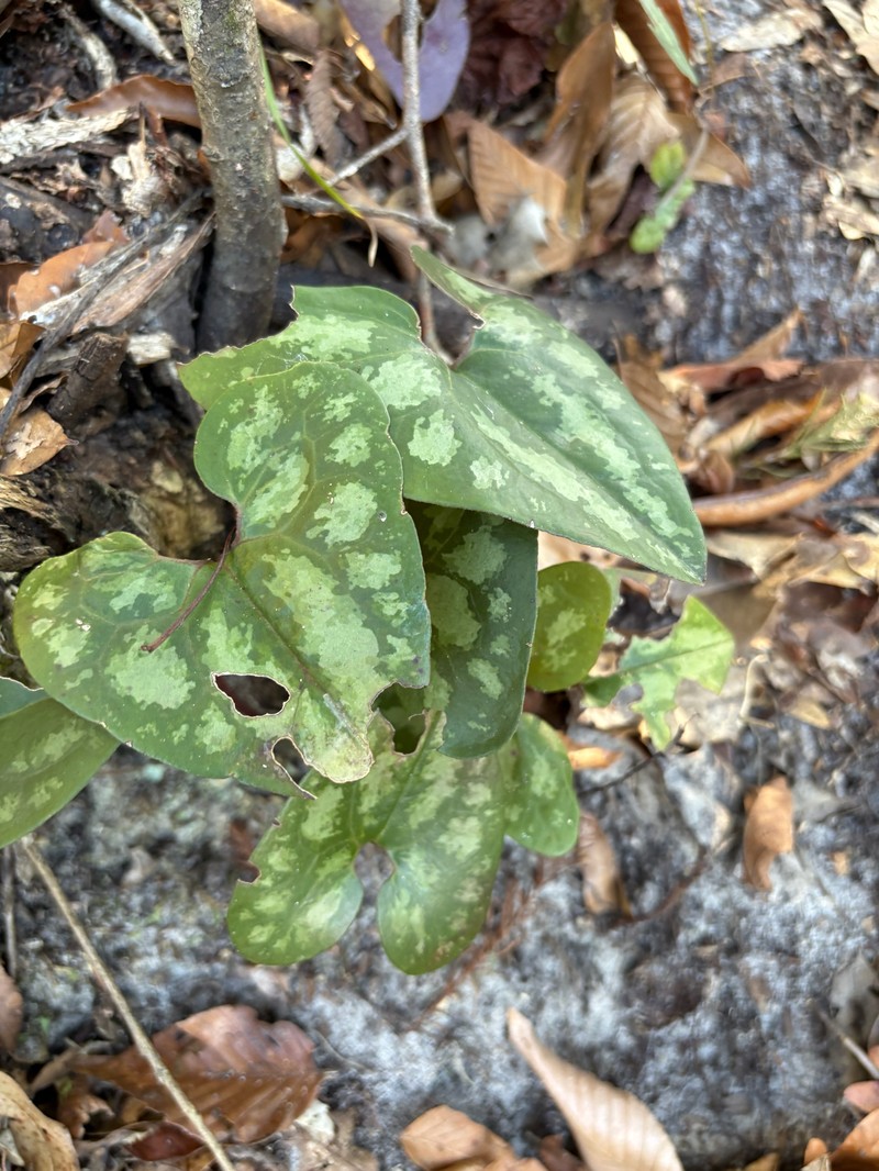 Asarum arifolium var. callifolium photo 2