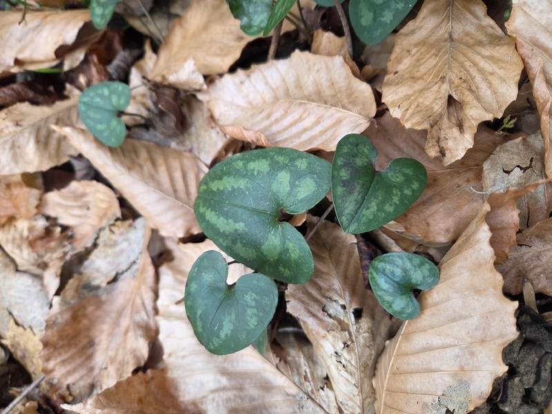Asarum arifolium var. callifolium photo 3