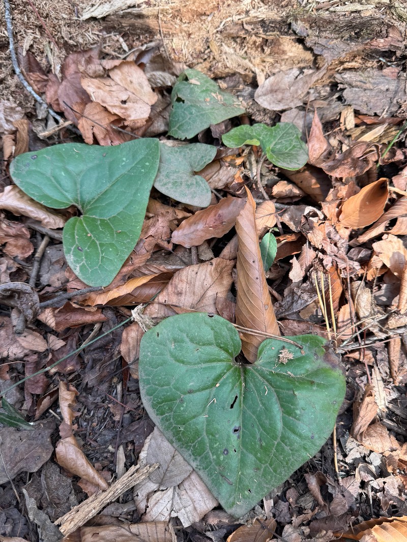 Asarum arifolium var. ruthii