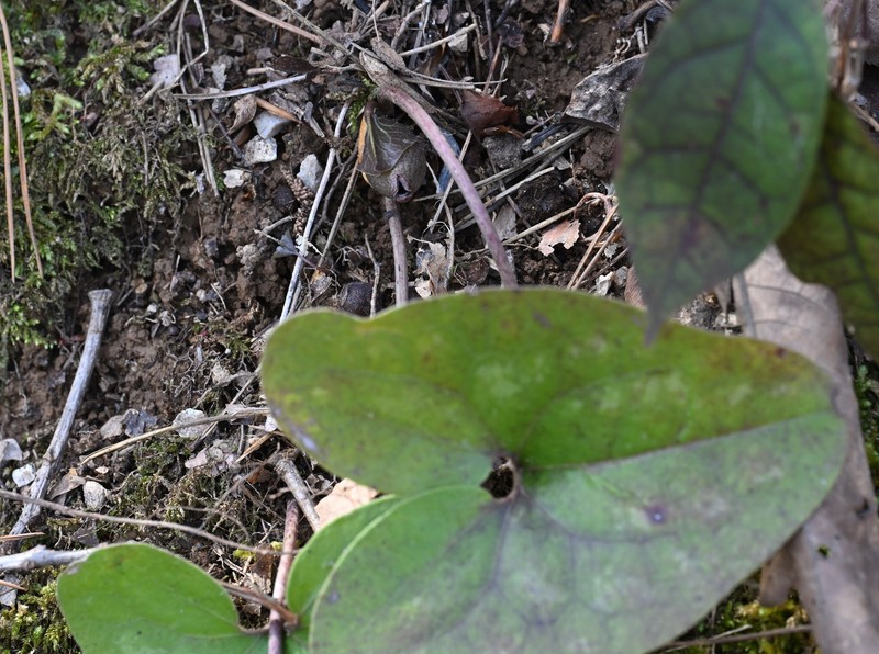 Asarum arifolium var. ruthii photo 6