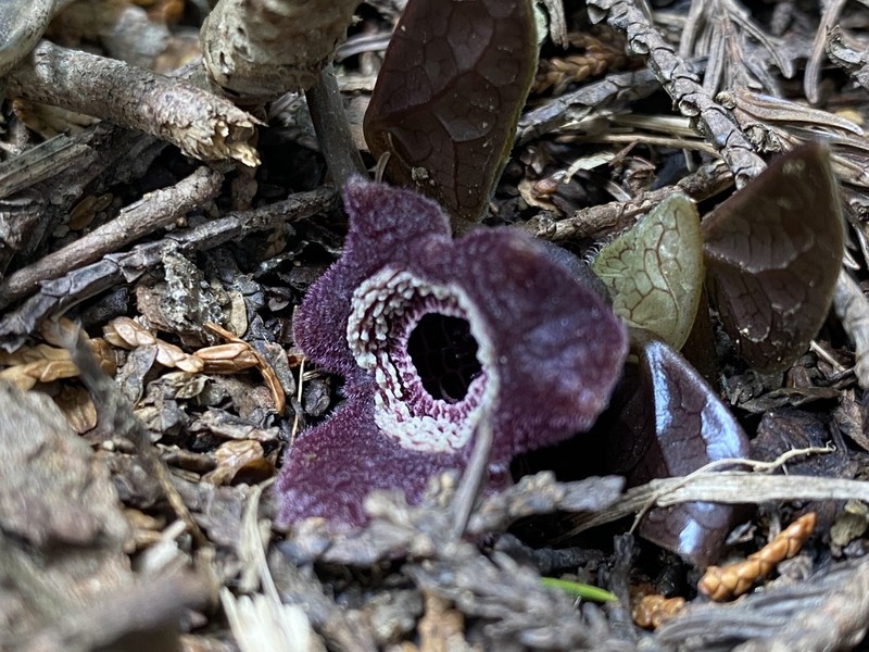 Asarum asaroides