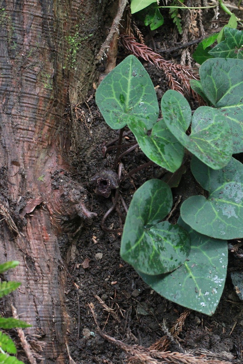 Asarum asaroides photo 2