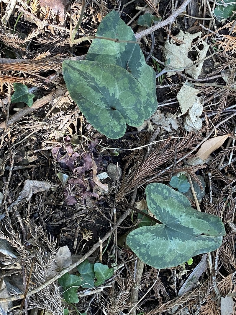 Asarum asaroides photo 3