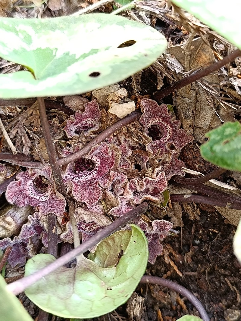 Asarum asaroides photo 6