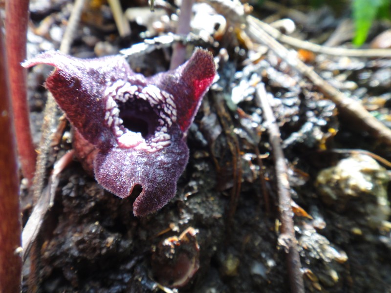 Asarum asaroides photo 8