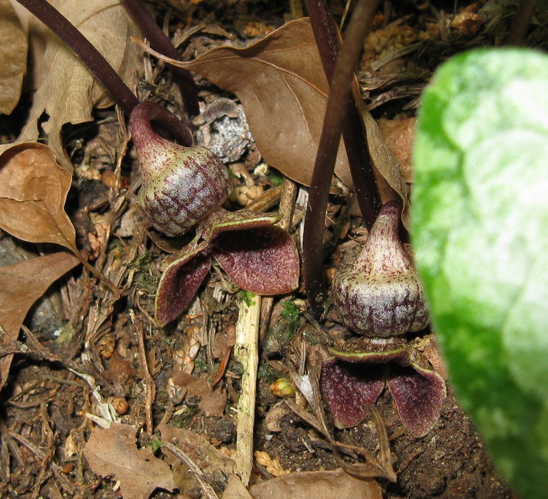 Asarum asperum photo 2