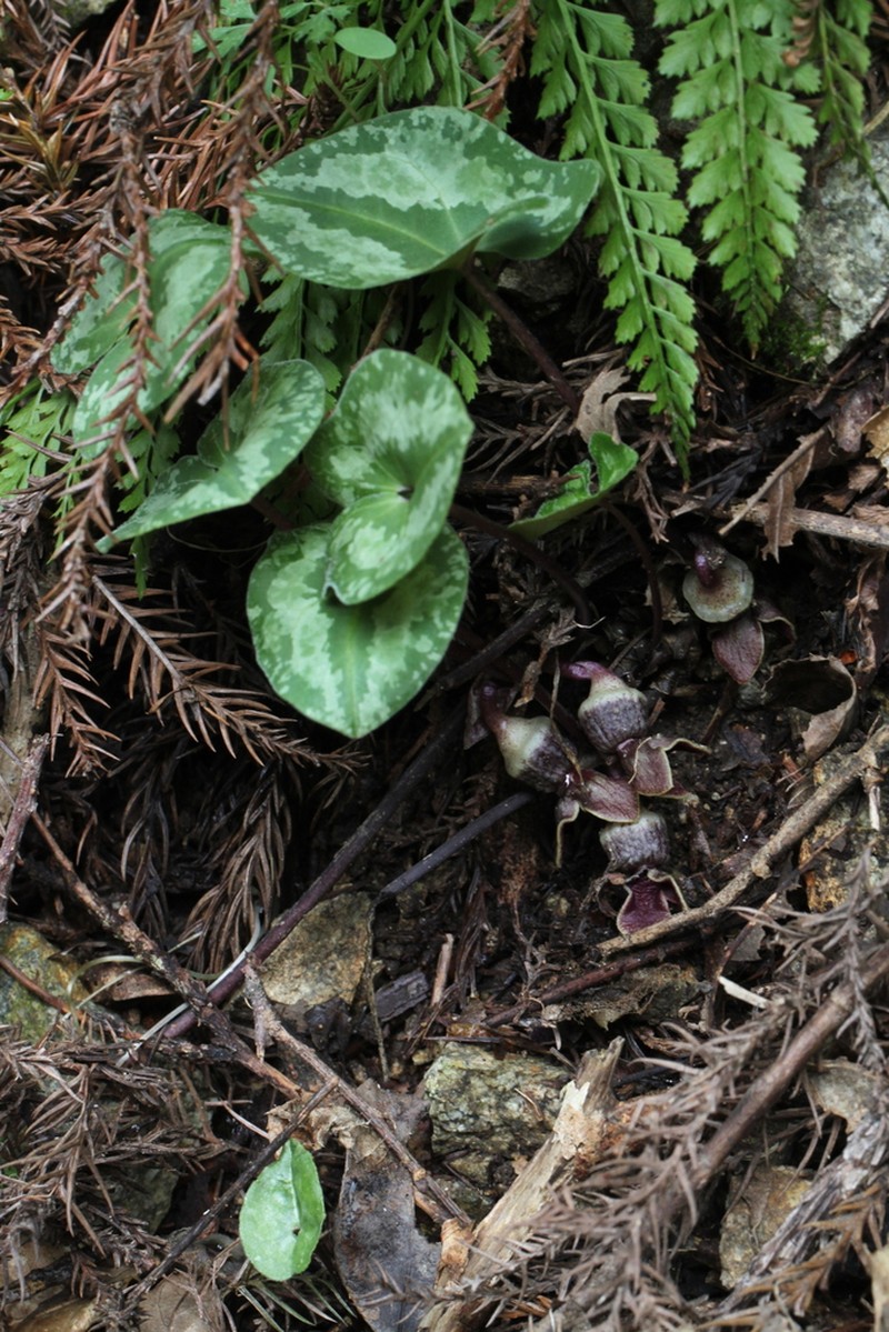 Asarum asperum photo 3